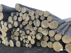 綏芬河匯道經貿 深耕木材與服飾，熱銷產品連通南北市場